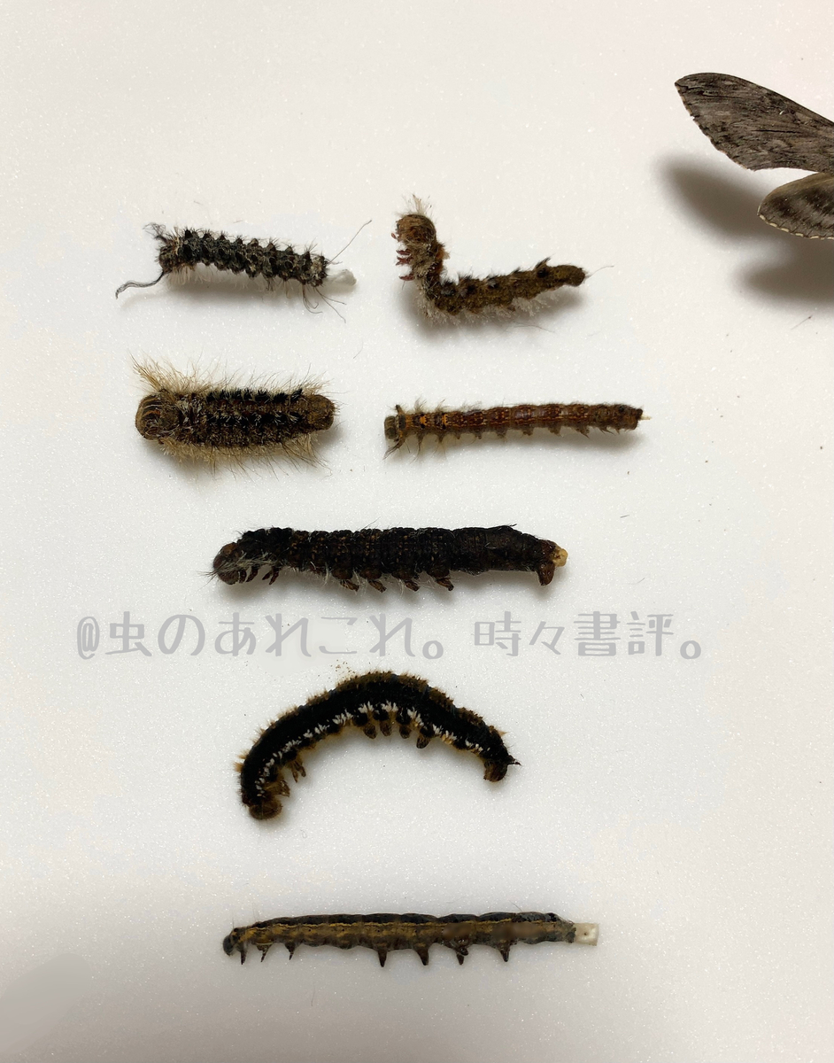 f:id:fabreimomushi:20210704165759j:plain