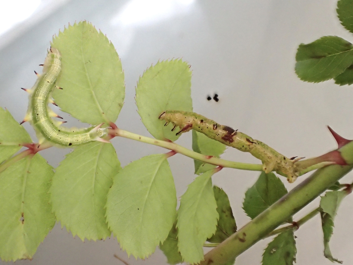 f:id:fabreimomushi:20210725174051j:plain