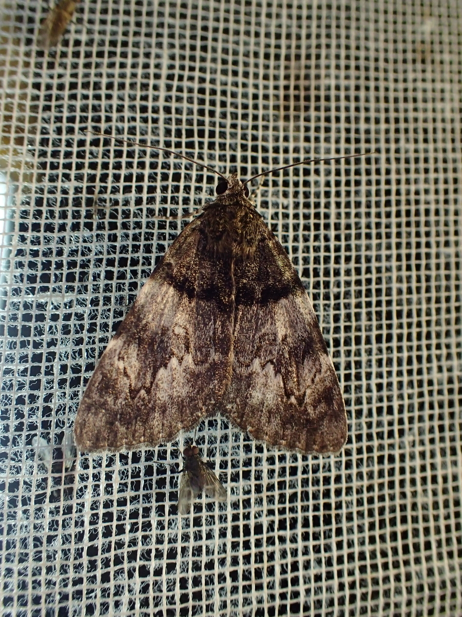 f:id:fabreimomushi:20210913220929j:plain