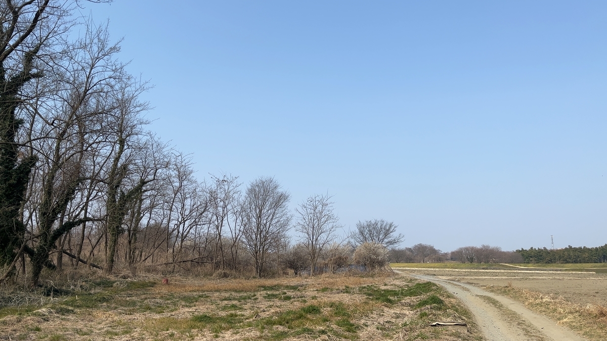 f:id:fabreimomushi:20220312171413j:plain