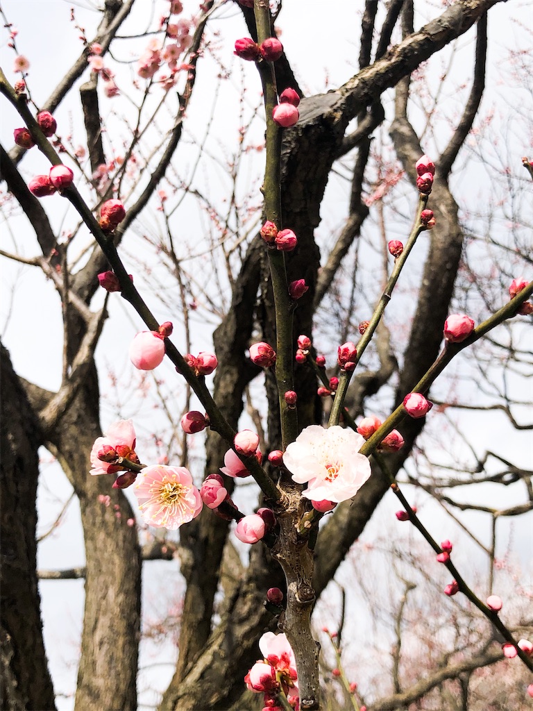f:id:factorytmaru:20200301104910j:image