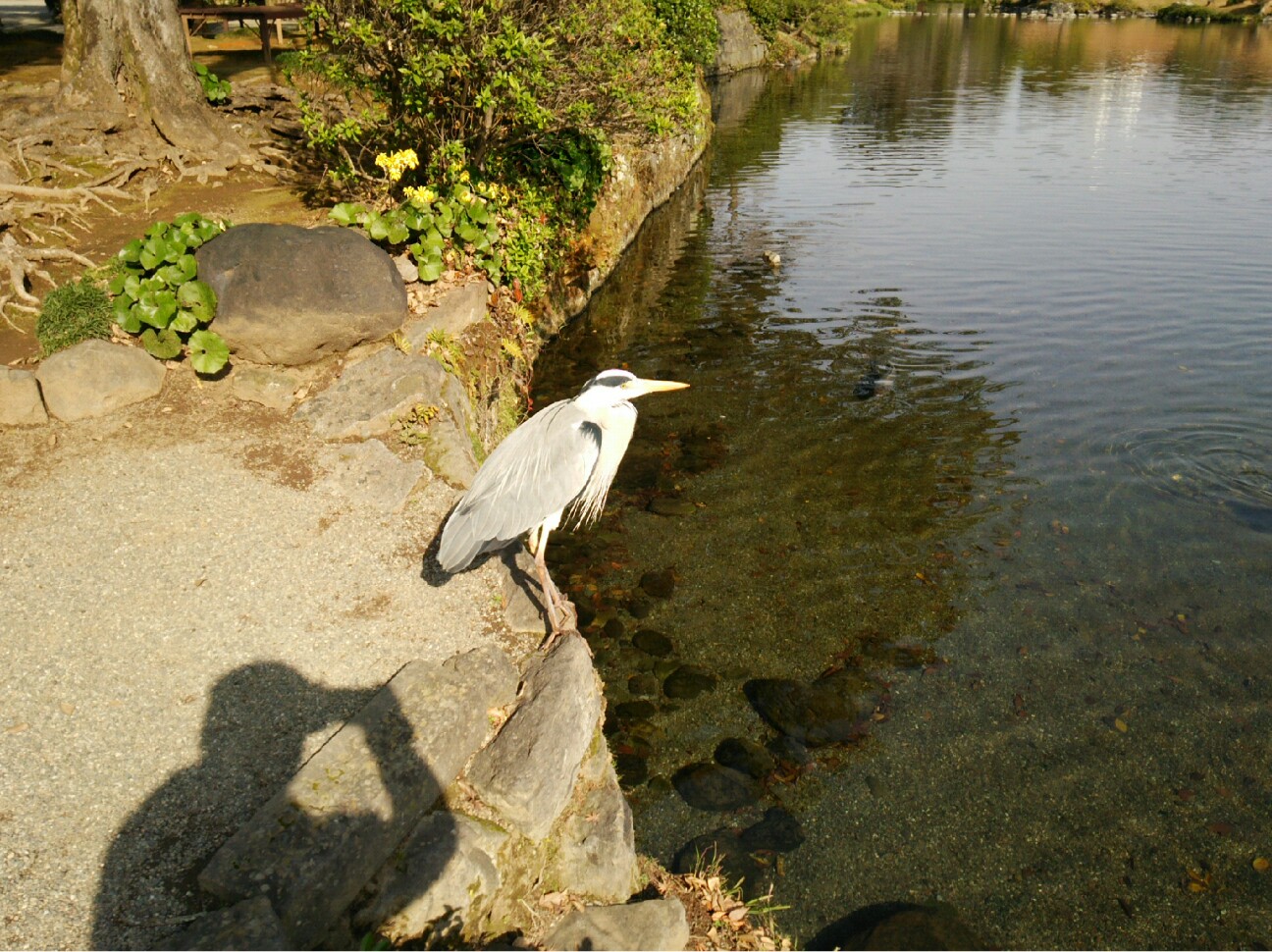f:id:faimil:20170103185540j:image