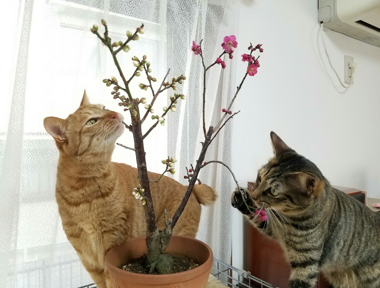 f:id:faimil:20170223180019j:image