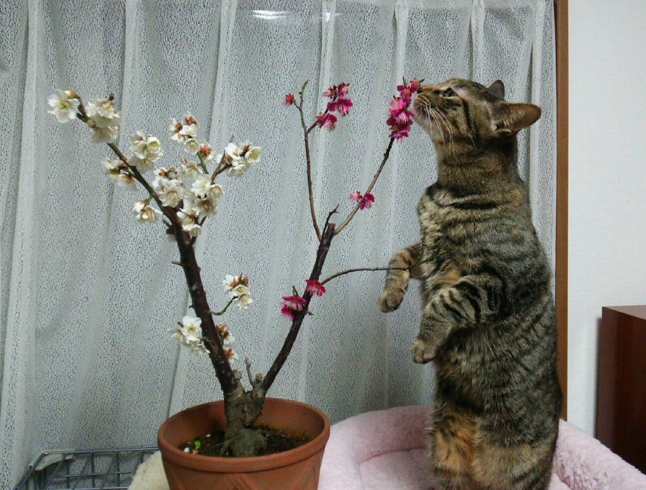 f:id:faimil:20170223180048j:image