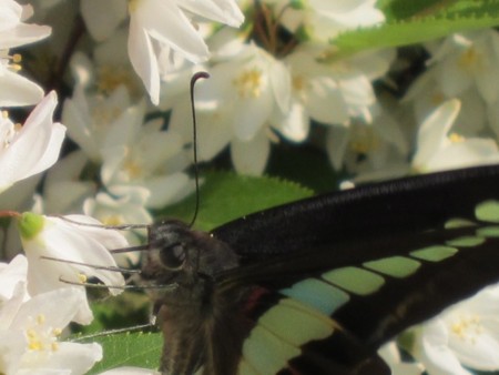 f:id:fairy_leaf:20120525145300j:image