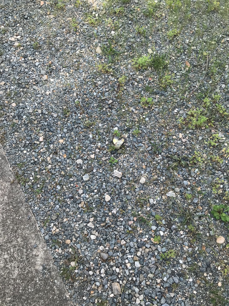 f:id:fairymon0117:20210525234905j:image f:id:fairymon0117:20210525234905j:image