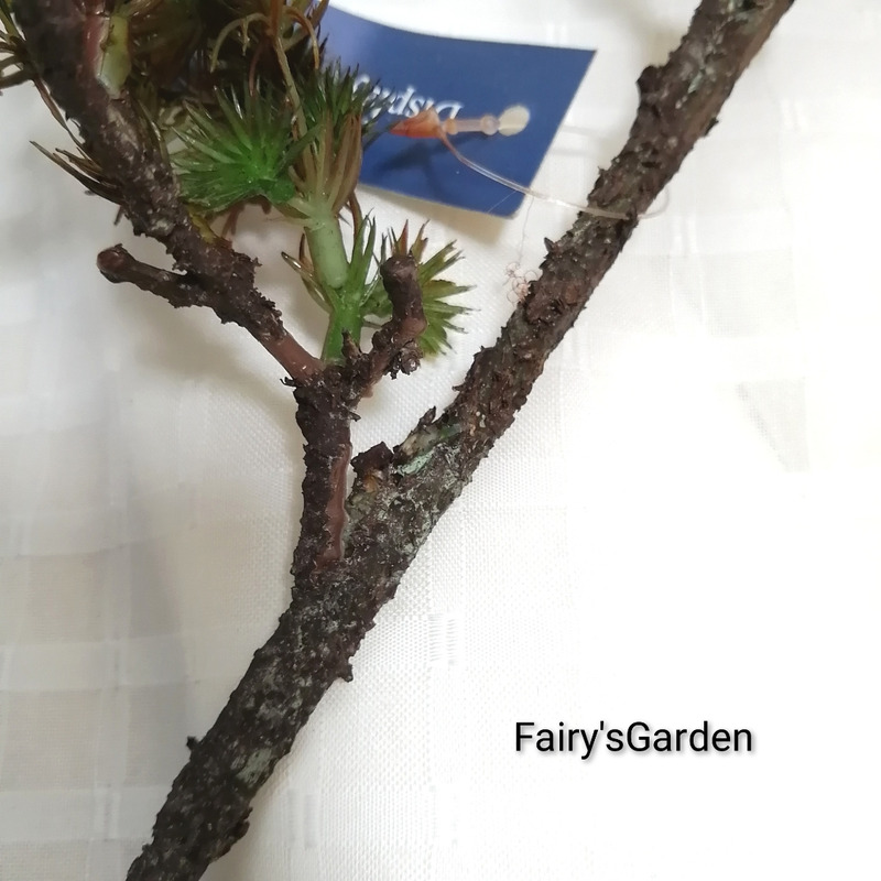 f:id:fairysgarden:20210227114828j:plain