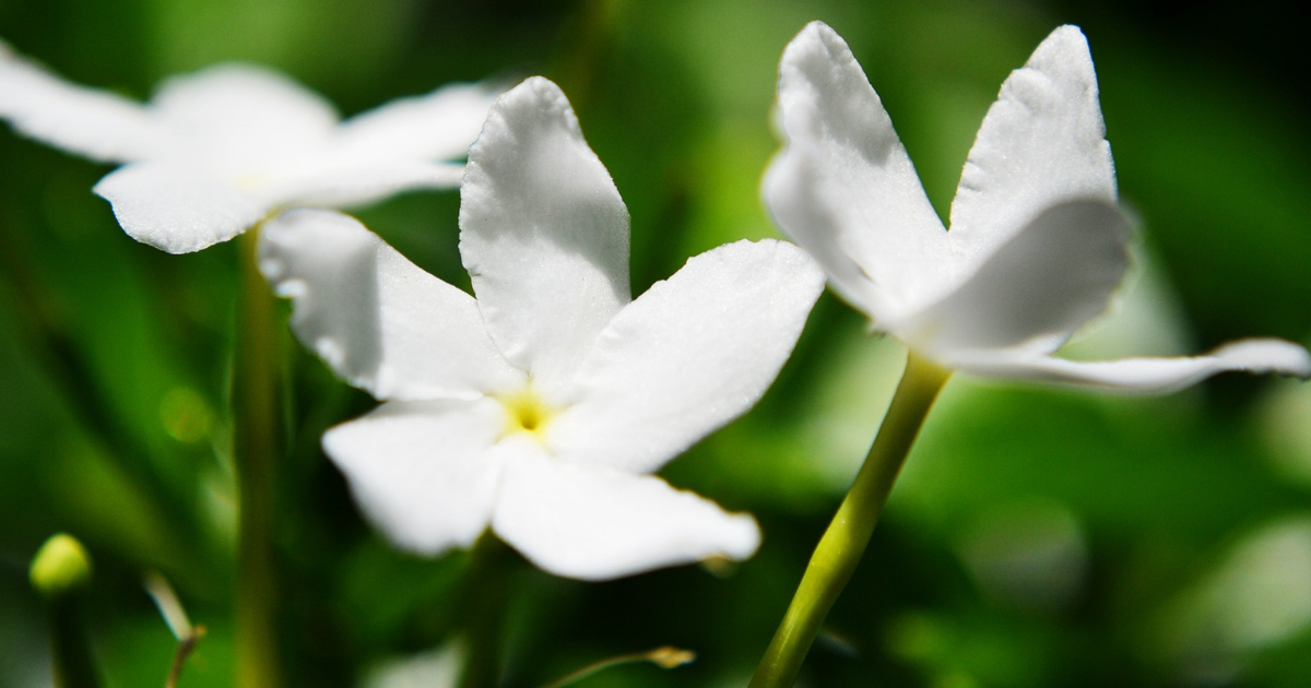 f:id:fairysgarden:20210310154747p:plain