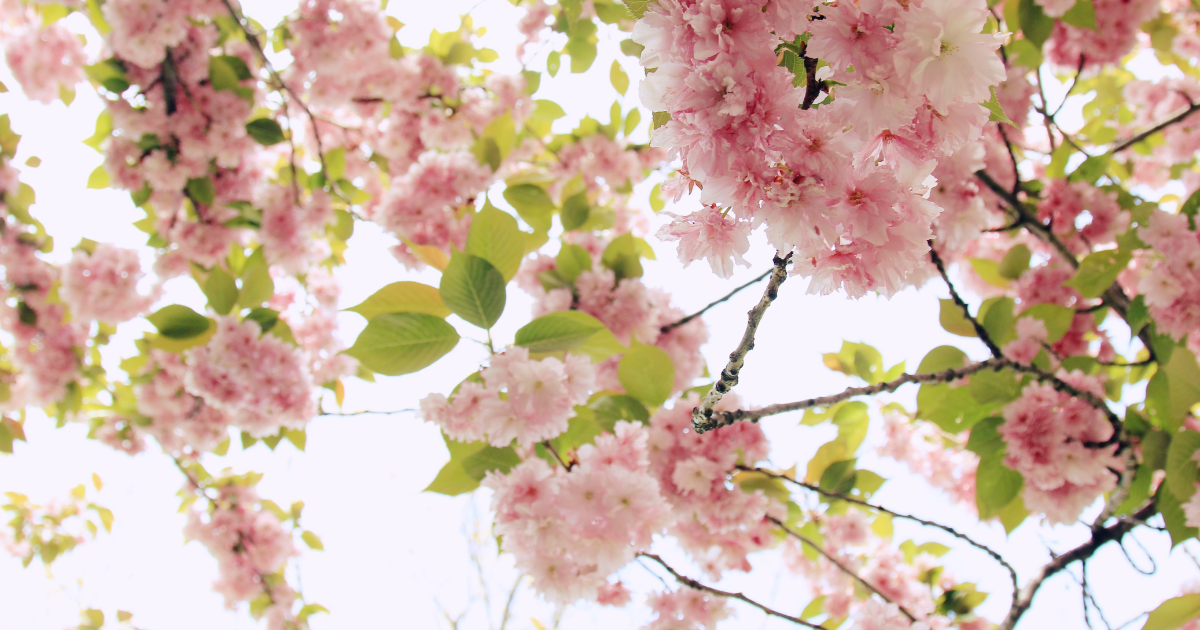 f:id:fairysgarden:20210315223929p:plain