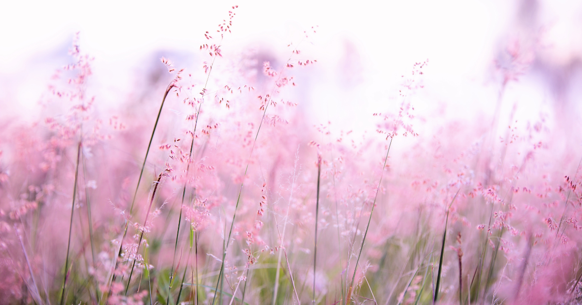 f:id:fairysgarden:20210319061908p:plain