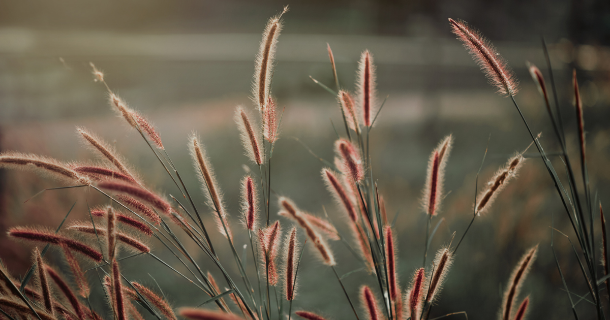 f:id:fairysgarden:20210424051502p:plain