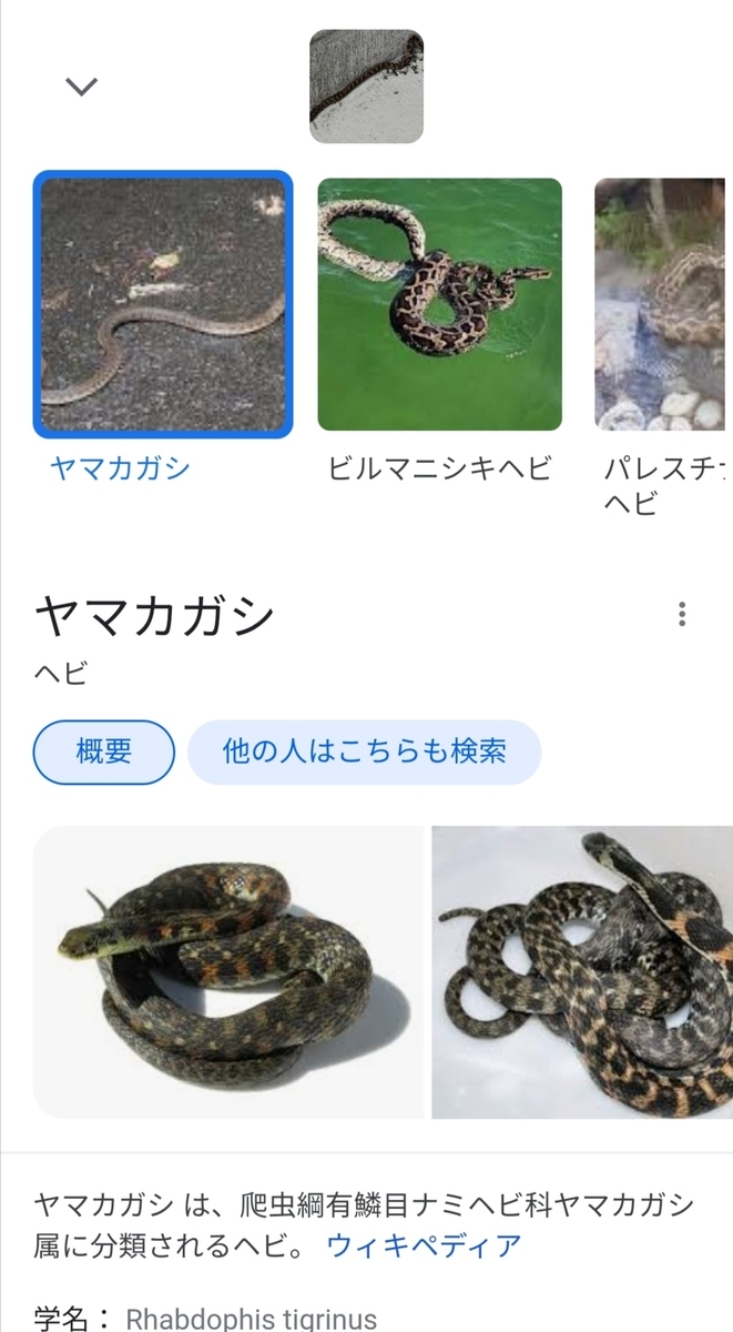 街中に潜む毒ヘビ ヤマカガシ Fairy S Garden 子育てママの日々