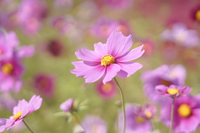f:id:fairysgarden:20210913181325j:plain