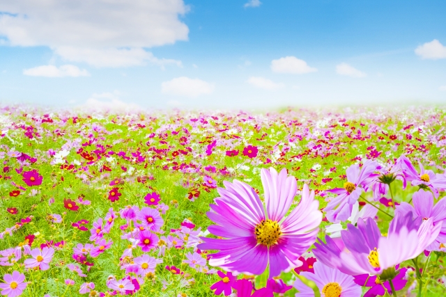 f:id:fairysgarden:20210913181339j:plain