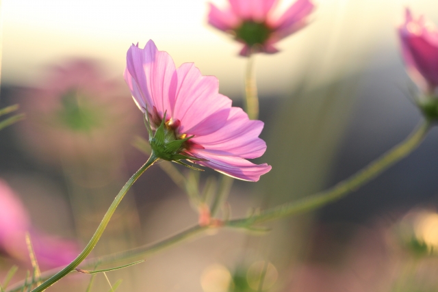 f:id:fairysgarden:20210913181357j:plain