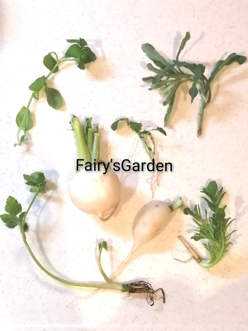 f:id:fairysgarden:20220106180306j:plain