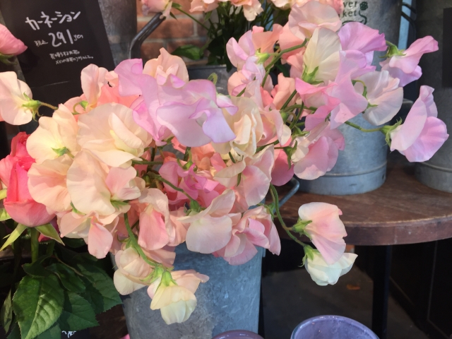 f:id:fairysgarden:20220118223823j:plain