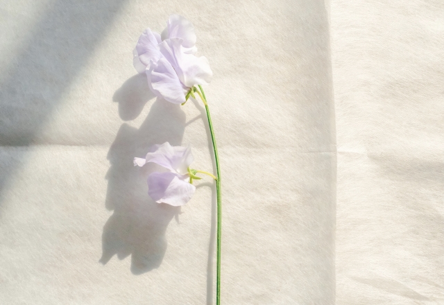 f:id:fairysgarden:20220118223904j:plain