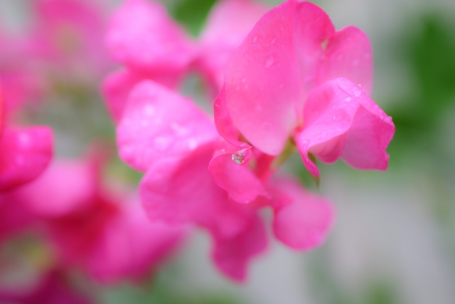 f:id:fairysgarden:20220121082602j:plain