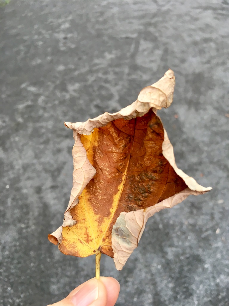 f:id:fal725:20161115220254j:image