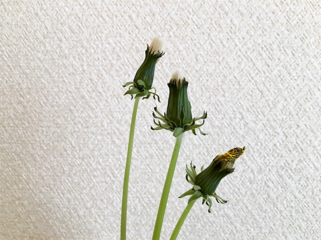 f:id:fal725:20180419172418j:image