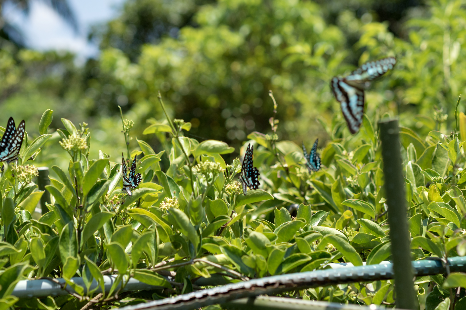 f:id:fal725:20180729123350j:plain