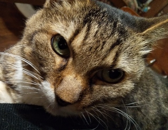 f:id:falneko:20241026124501j:image f:id:falneko:20241026124501j:image