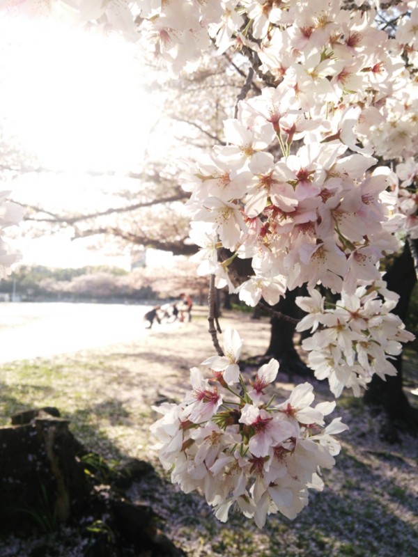f:id:familycar:20150408222341j:image f:id:familycar:20150408222341j:image