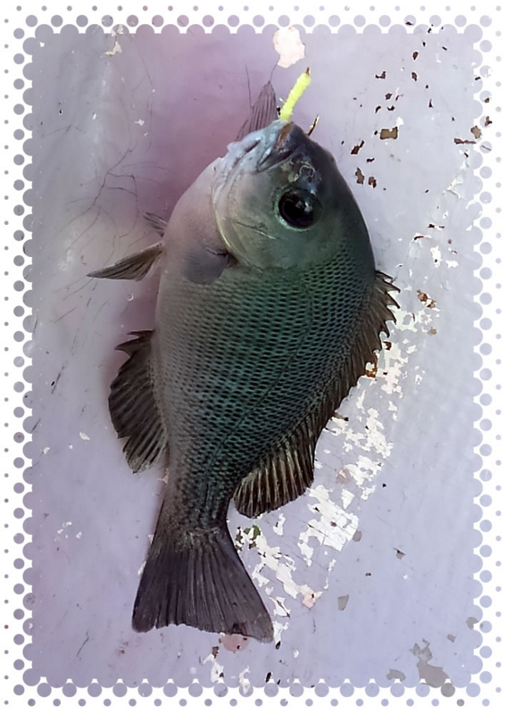 f:id:familyfishing:20161128201848j:plain