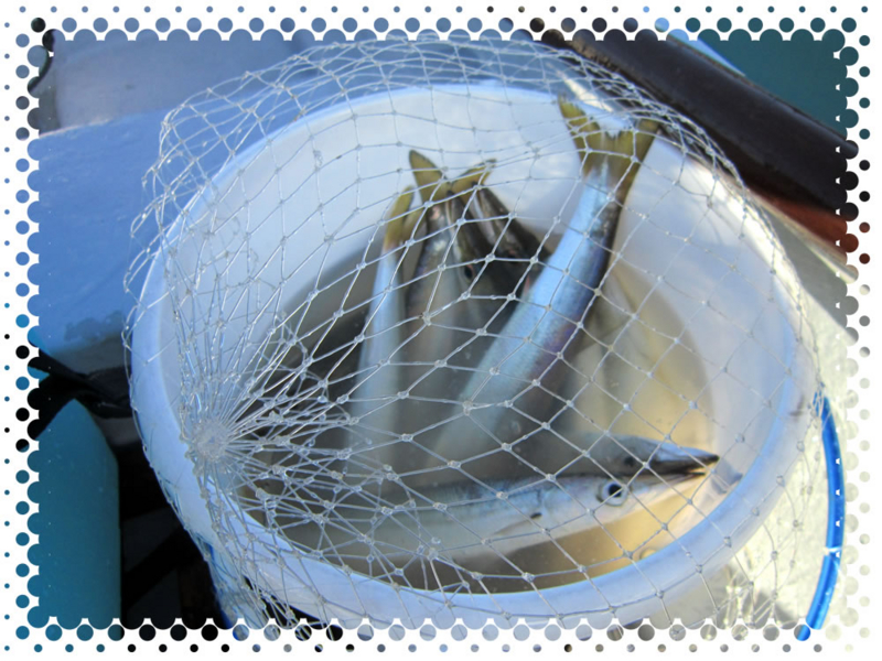 f:id:familyfishing:20170108224728j:plain