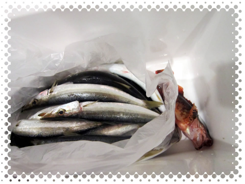 f:id:familyfishing:20170130204717j:plain