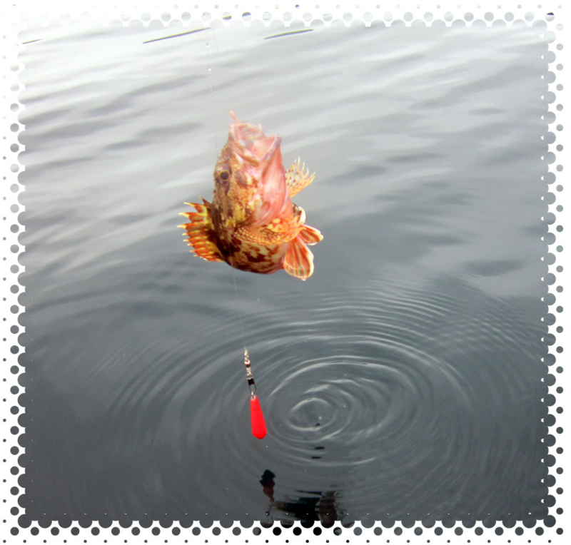 f:id:familyfishing:20170130204719j:plain