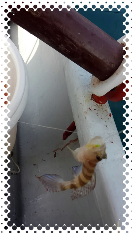 f:id:familyfishing:20170130204725j:plain