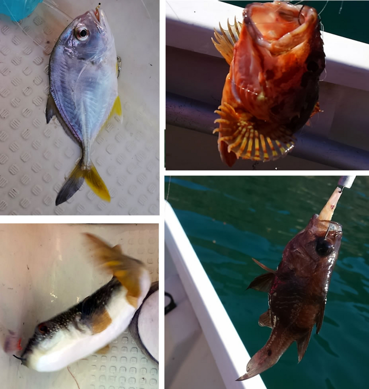 f:id:familyfishing:20171113220331j:plain