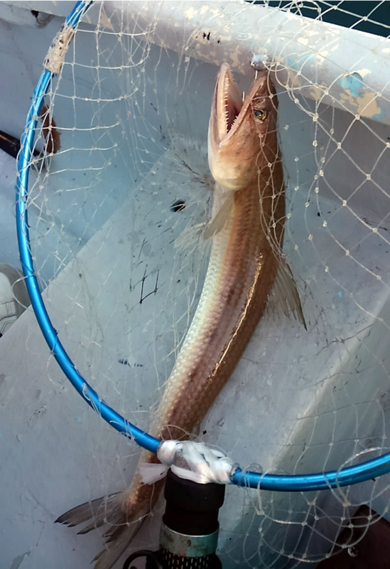 f:id:familyfishing:20171130215517j:plain