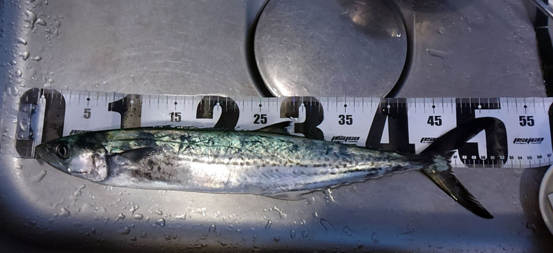 f:id:familyfishing:20180430214200j:plain