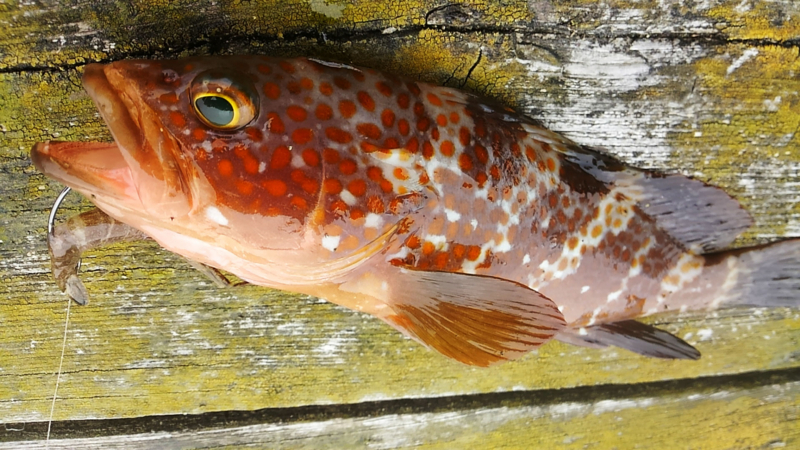 f:id:familyfishing:20180430214201j:plain