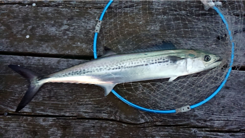 f:id:familyfishing:20180430214208j:plain