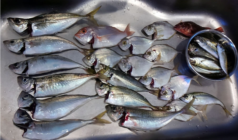 f:id:familyfishing:20180716092000j:plain f:id:familyfishing:20180716092000j:plain