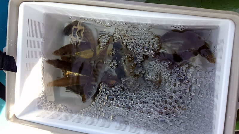 f:id:familyfishing:20180716092012j:plain f:id:familyfishing:20180716092012j:plain