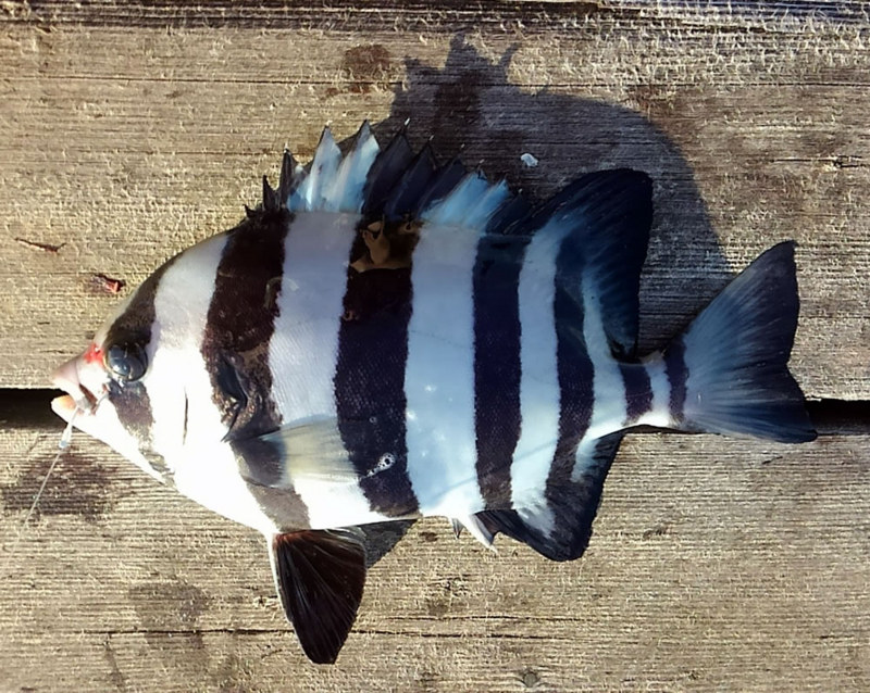 f:id:familyfishing:20180802205331j:plain