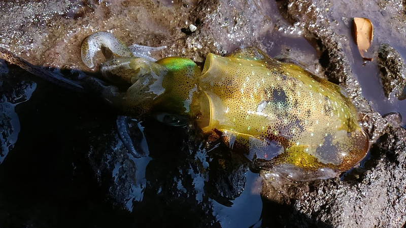 f:id:familyfishing:20180901071736j:plain