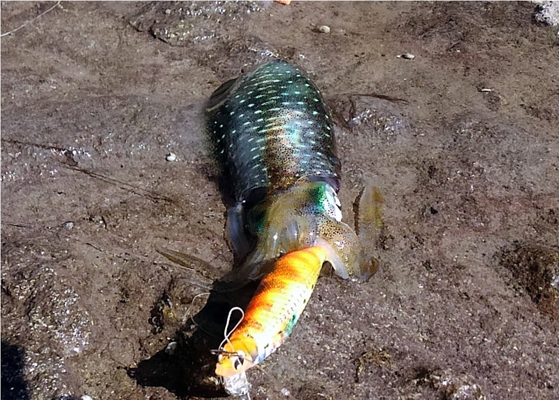 f:id:familyfishing:20180901071741j:plain