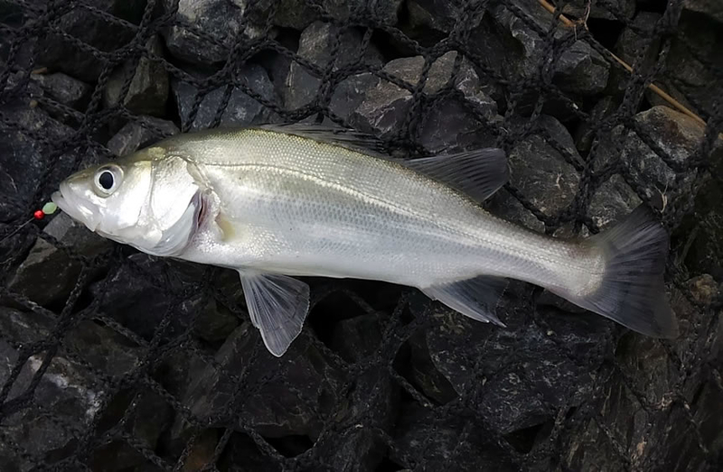 f:id:familyfishing:20180908185945j:plain