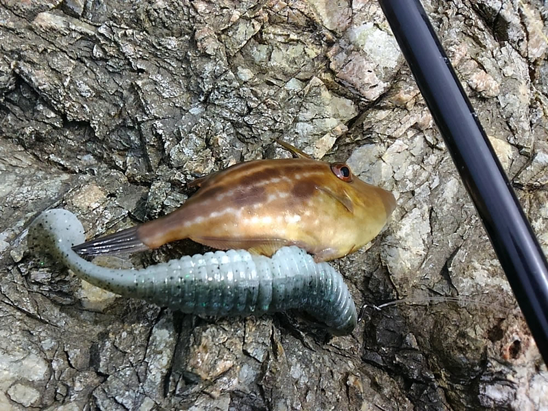 f:id:familyfishing:20180914205319j:plain f:id:familyfishing:20180914205319j:plain
