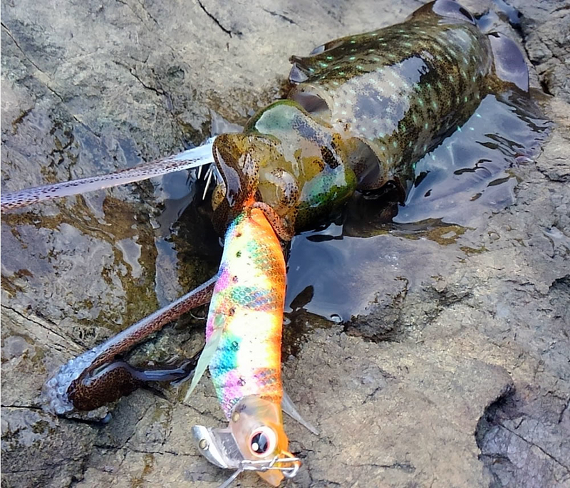 f:id:familyfishing:20180914205327j:plain f:id:familyfishing:20180914205327j:plain