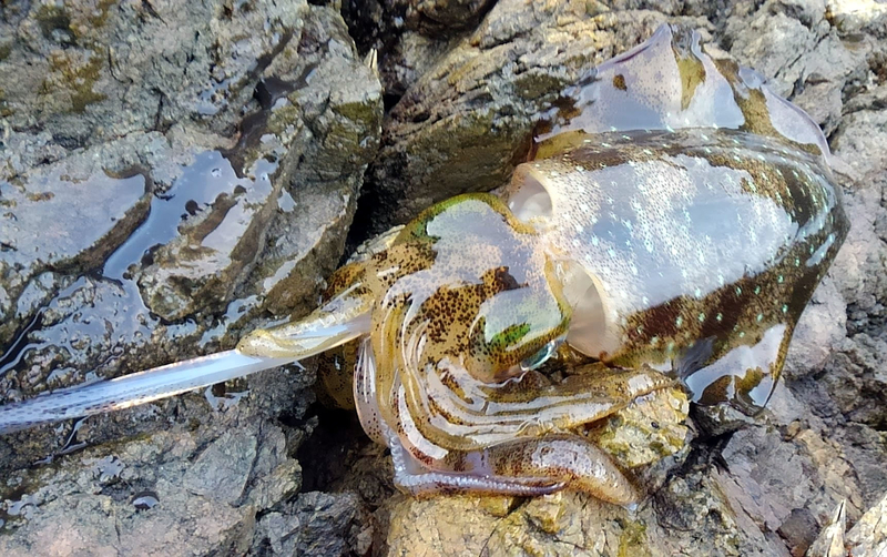 f:id:familyfishing:20180914205329j:plain f:id:familyfishing:20180914205329j:plain