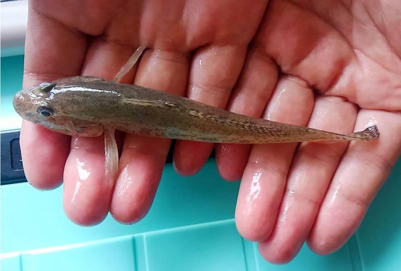 f:id:familyfishing:20180917173338j:plain