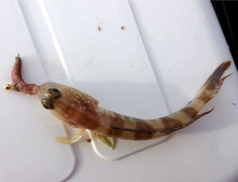 f:id:familyfishing:20190301064335j:plain f:id:familyfishing:20190301064335j:plain
