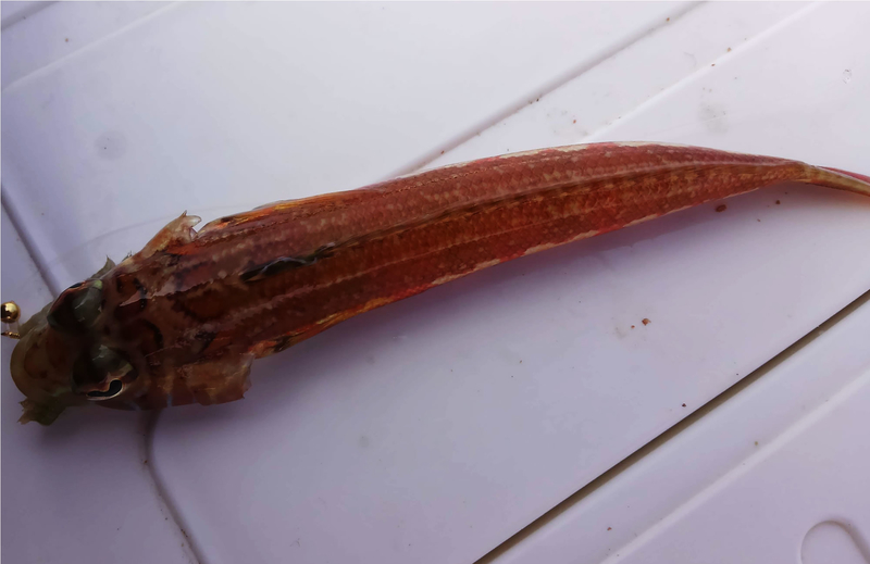 f:id:familyfishing:20190301064336j:plain f:id:familyfishing:20190301064336j:plain